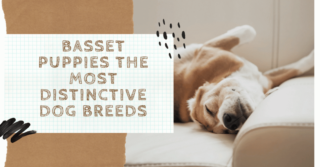 Bassets Puppies