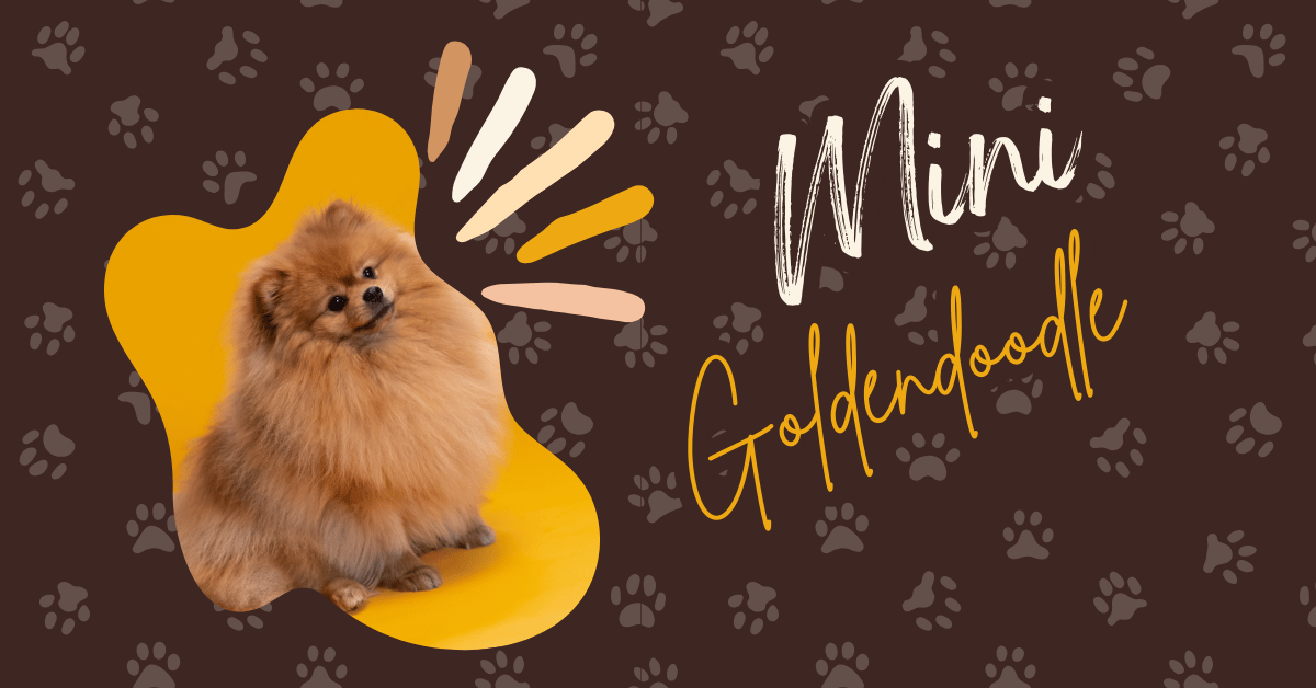 Mini Goldendoodle