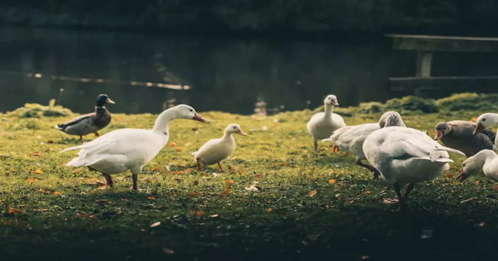 https://pollo.info/razas-de-patos-domesticados