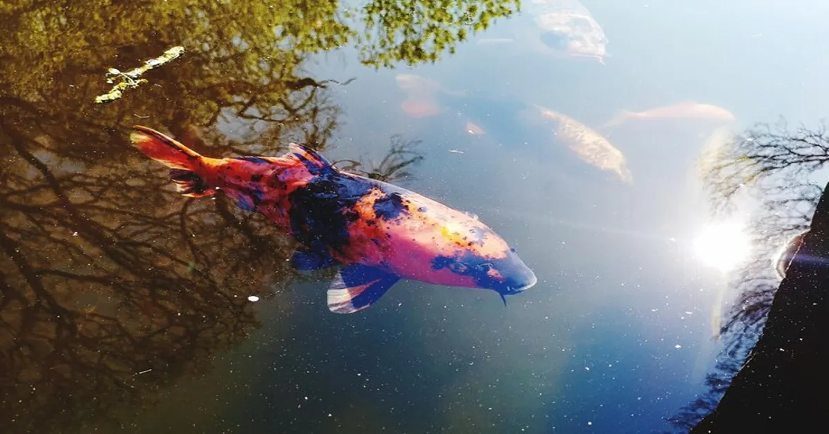 Rita Kirkman Art Fish