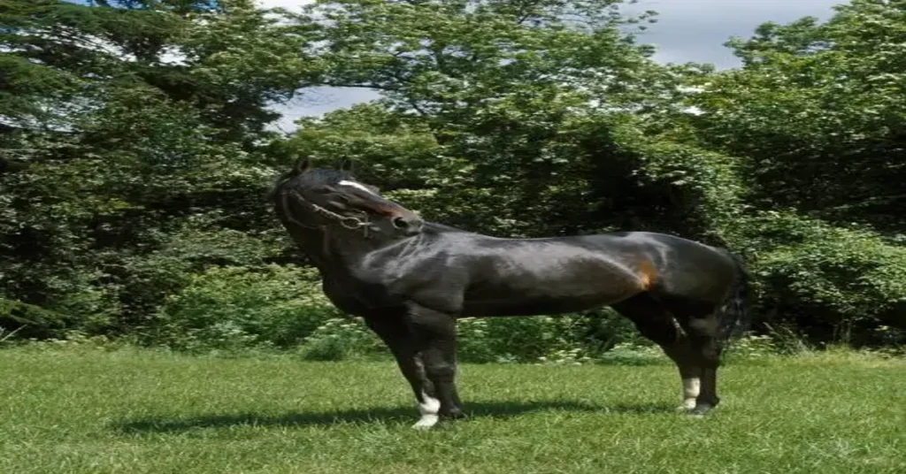 BK Horse