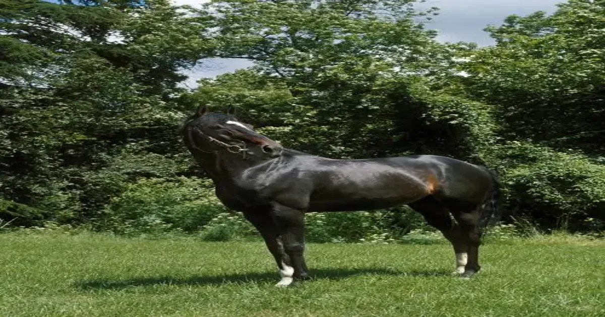 BK Horse