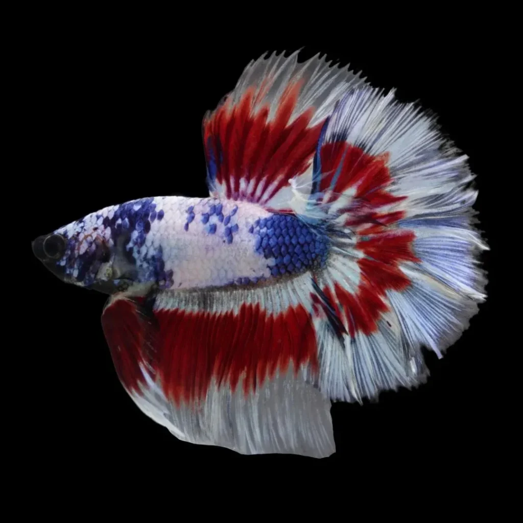 Betta Fish