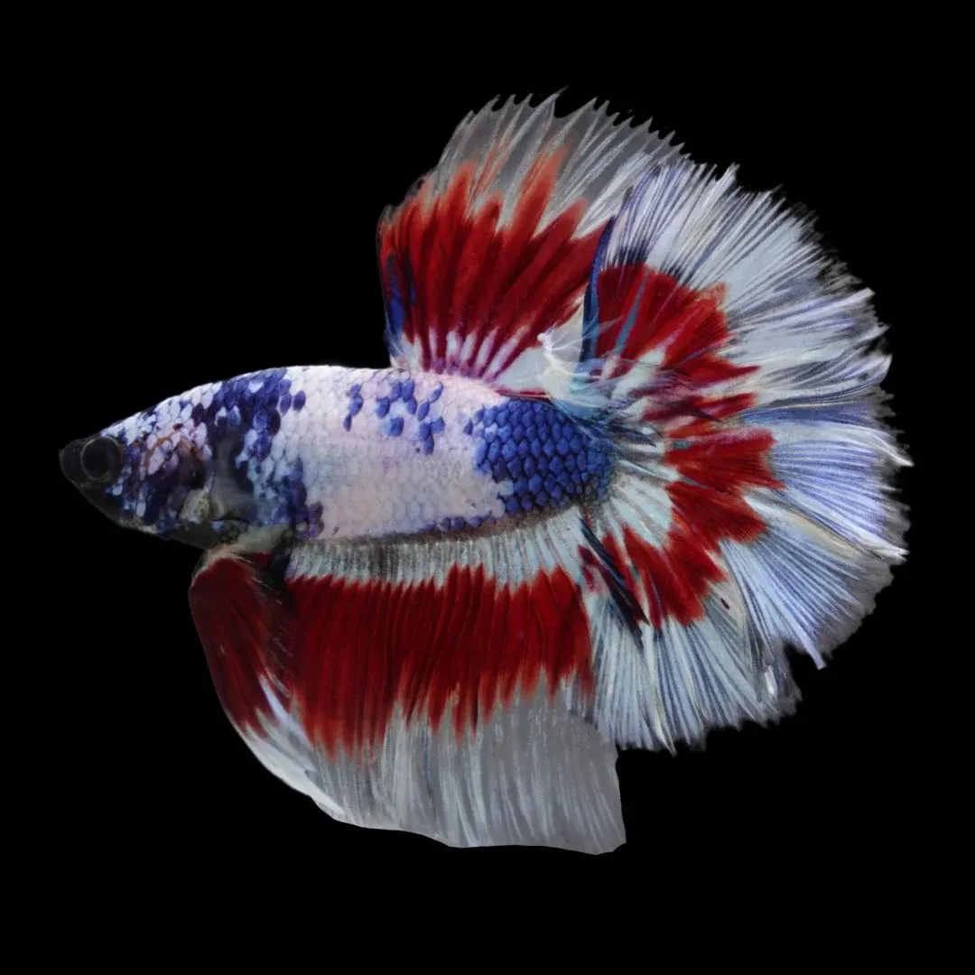 Betta Fish