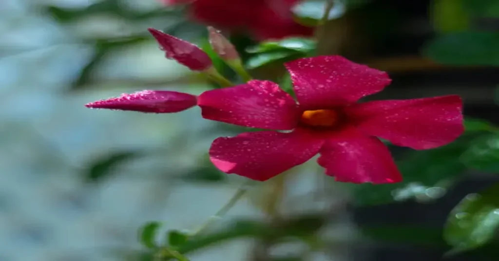 Dipladenia