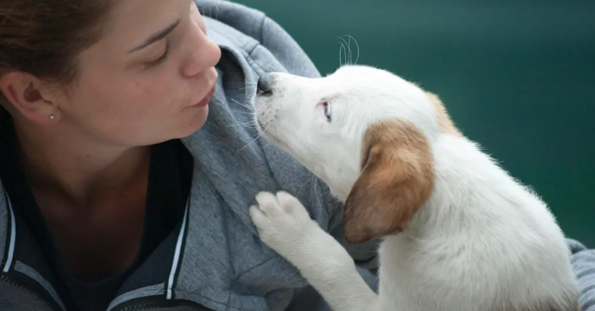 Animal Care Industry
