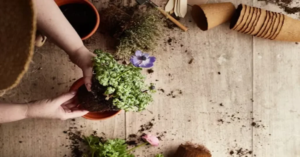Creeping Thyme