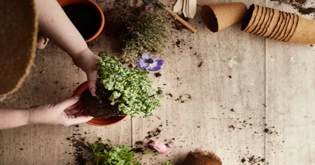 Creeping Thyme