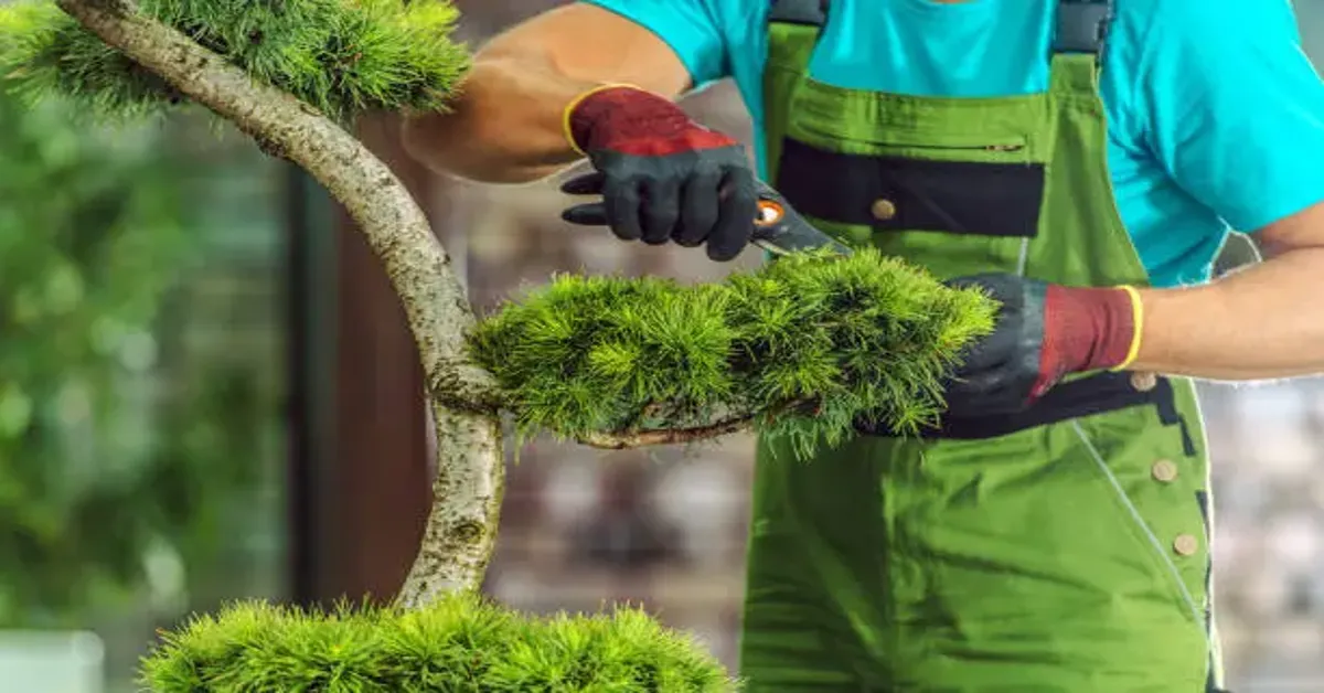 Pruning Services Improve