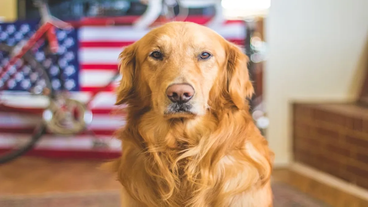 Dog’s Health and Happiness