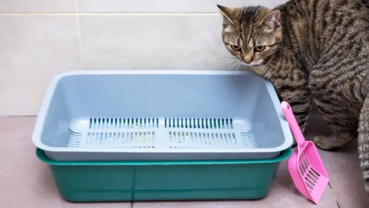 Cat Litter Box