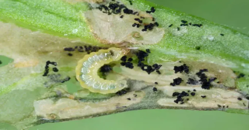 Beet Armyworm