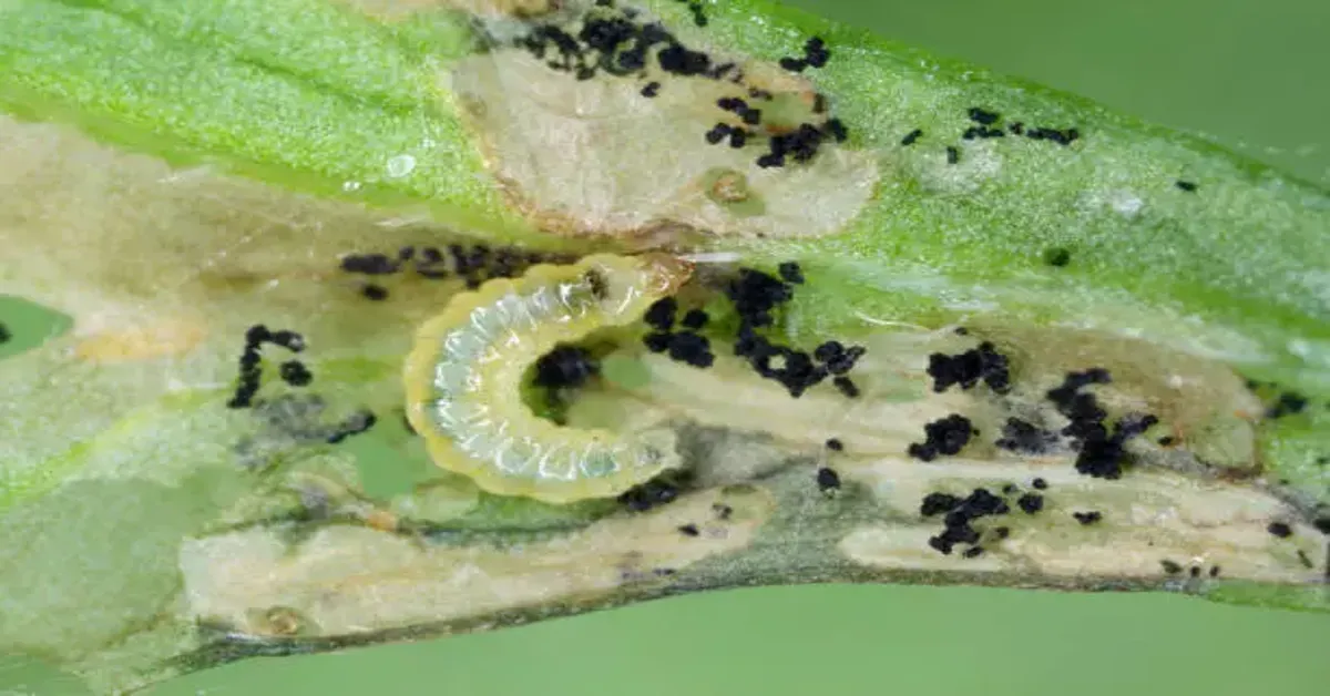 Beet Armyworm