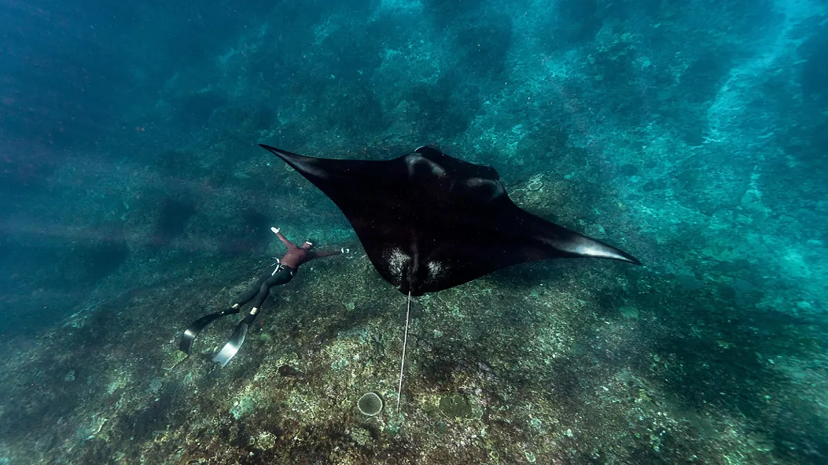 Maldives Diving