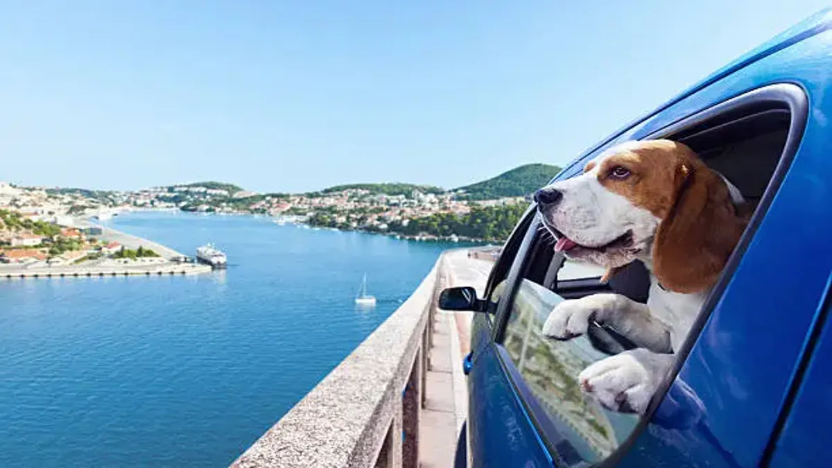 Traveling with Pets