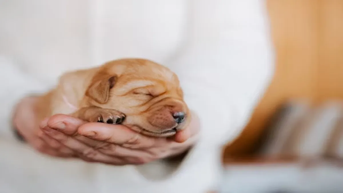 Hypoallergenic Dogs