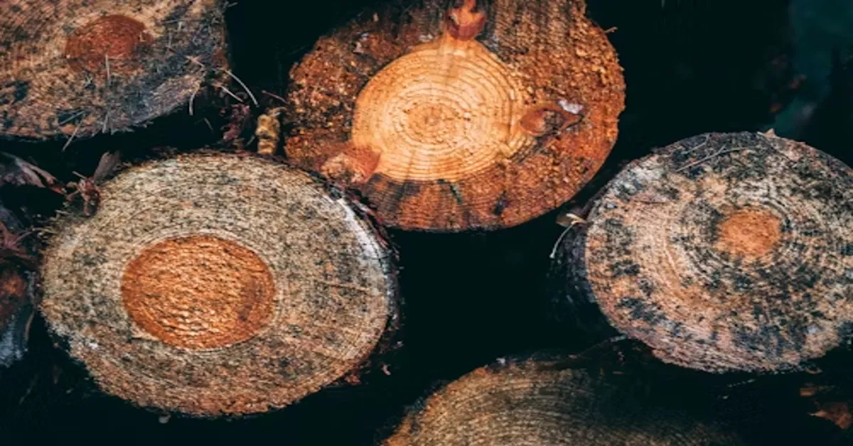 Stump Grinding