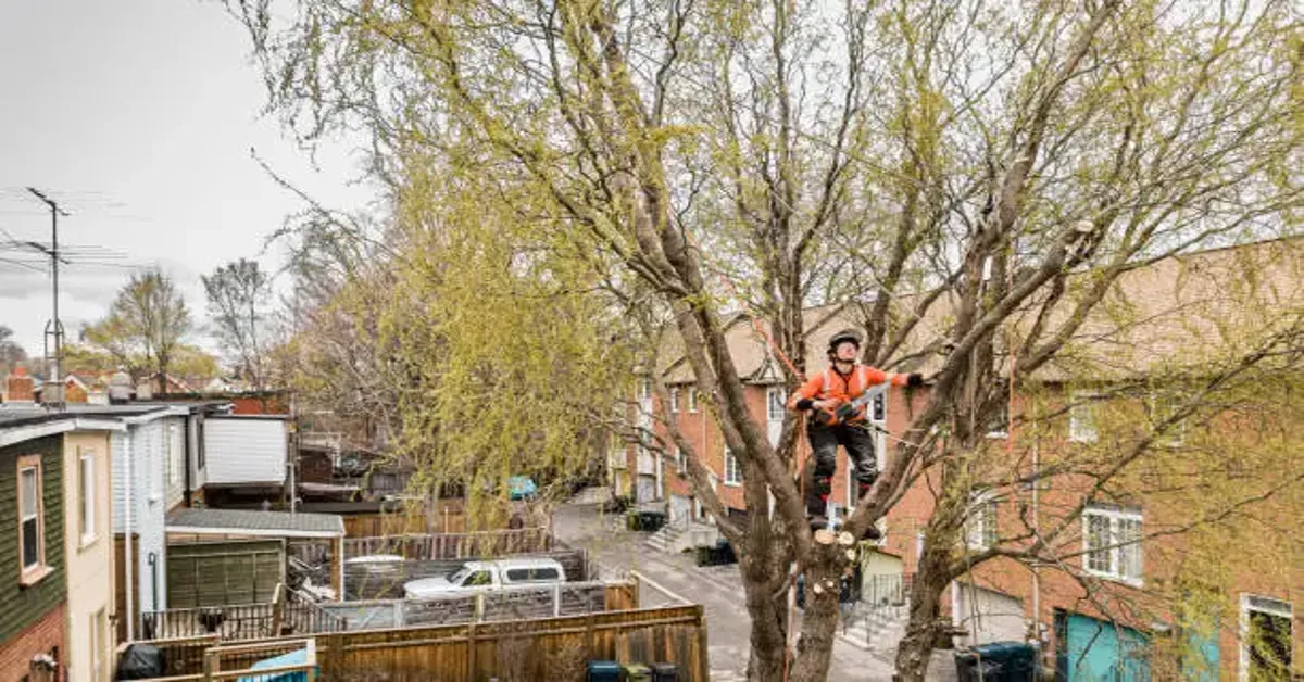 Tree Cutting