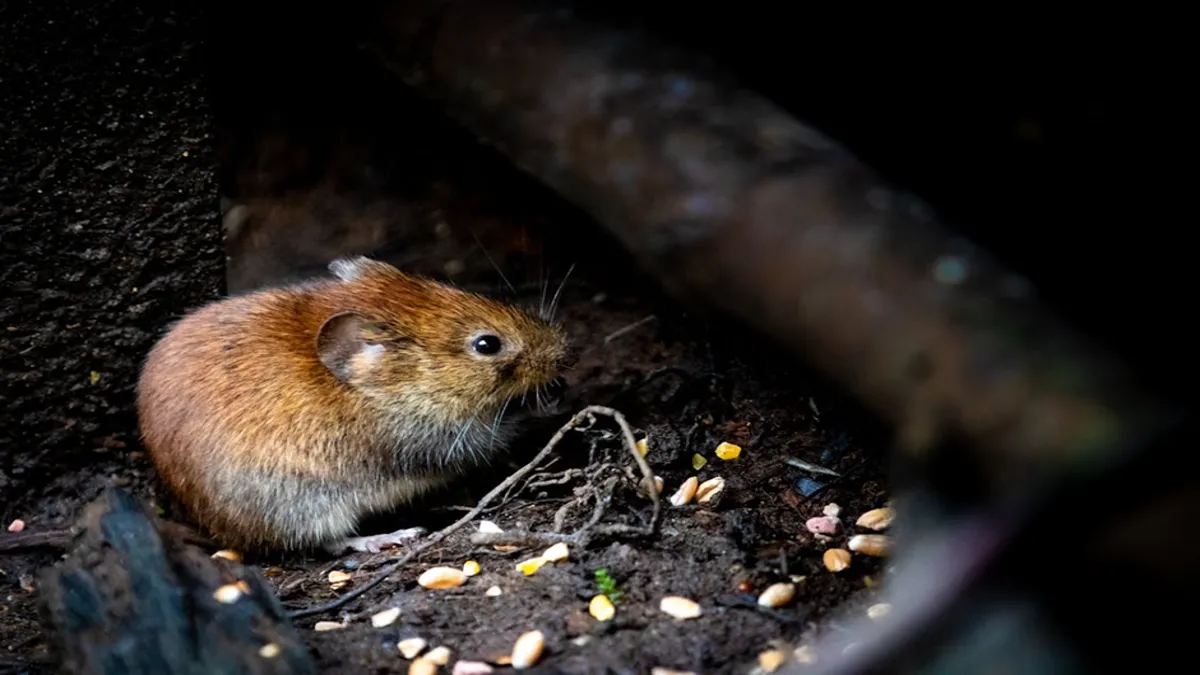 Mice and Rats