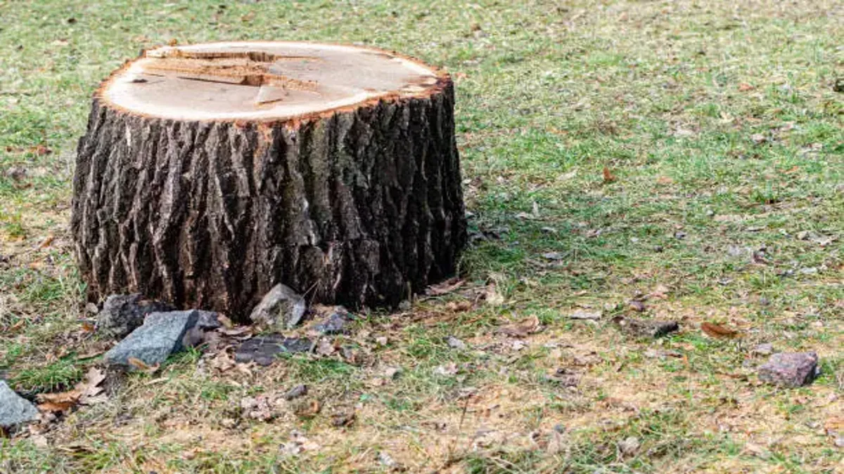 Stump Grinding