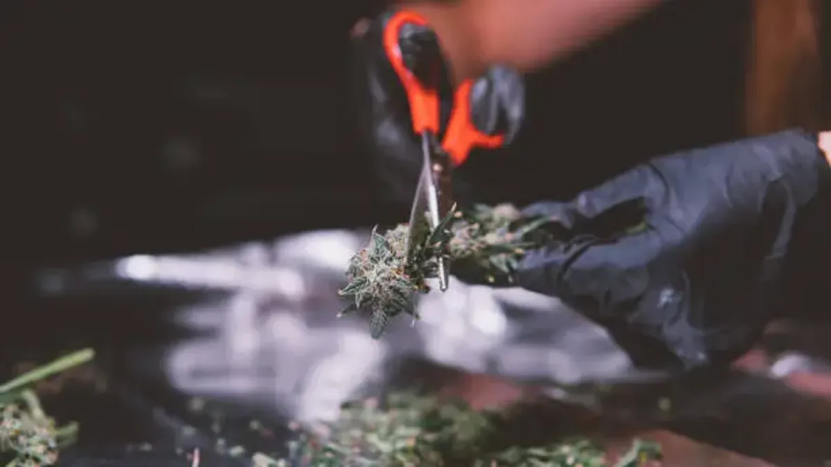 Bubba Kings Craft Cannabis