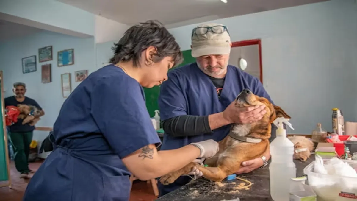 Fox Veterinary Services