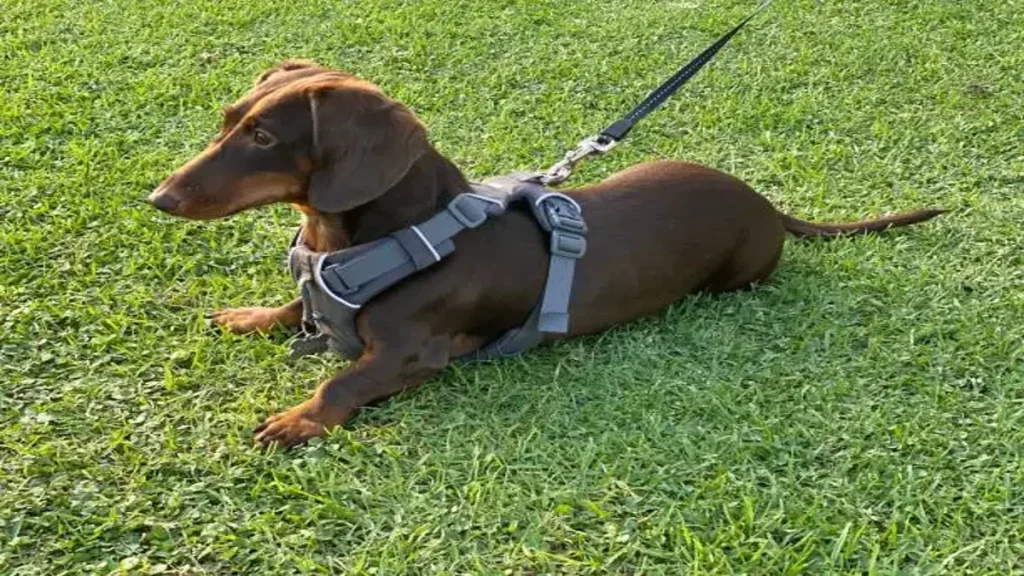 Dachshund harnesses