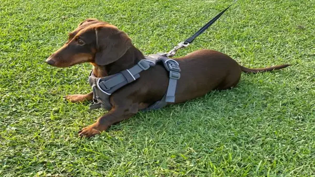 Dachshund harnesses