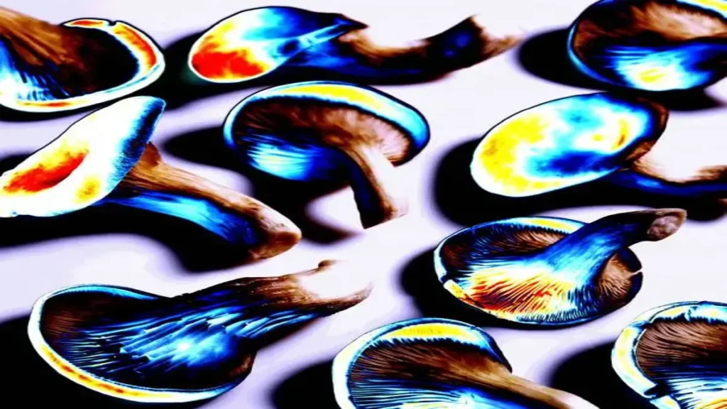 Road Trip Mushroom Gummies