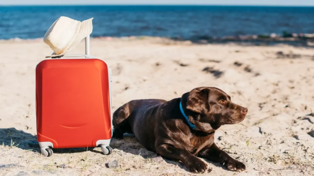 Dog Chews Passport Before Jamaica Vacation