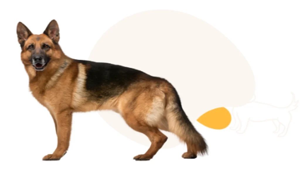 German Shepherd’s Coat