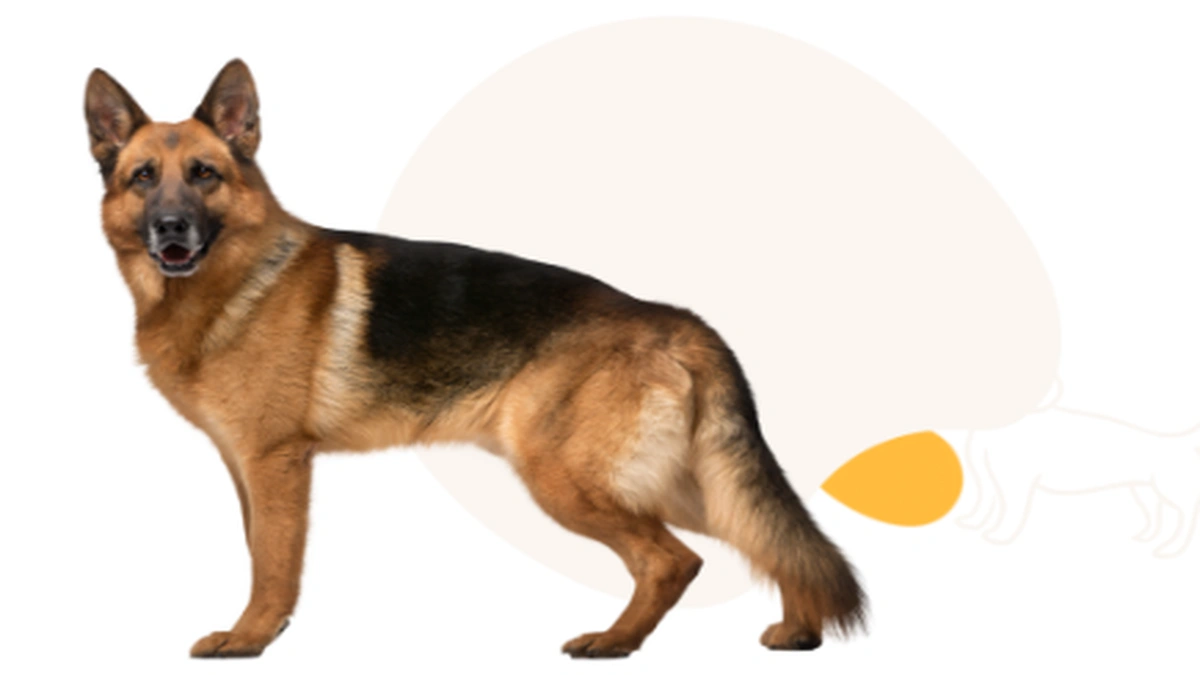 German Shepherd’s Coat