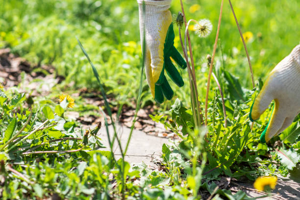 How to Get Rid of Weeds