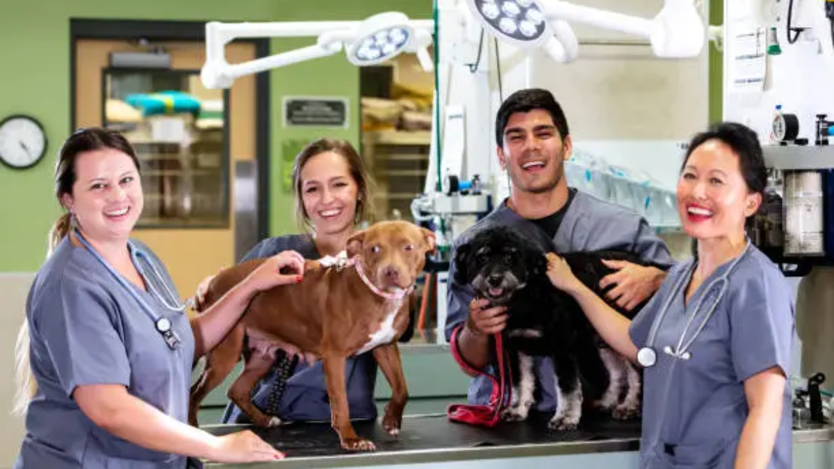 Animal Hospitals